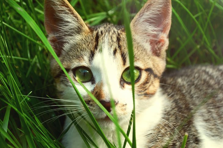 Scientists Confirmed That Cat Lovers Will Live Longer Than Others Scientists Confirmed That Cat Lovers Will Live Longer Than Others